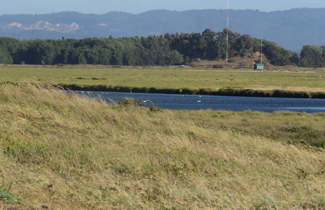 Tour privado pela costa de Gran Concepción - Foto 5