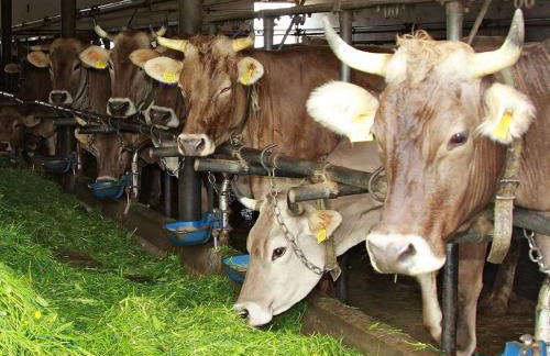 Andreashof - Foto 21