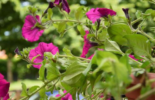 appartamento Nonna Mary - Foto 12