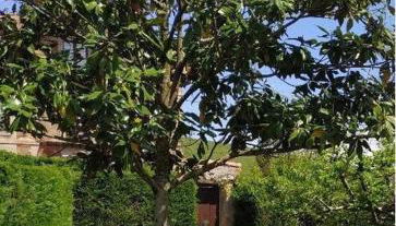 Apto. La Magnolia cerca de Comillas y playas - Foto 4, Garden