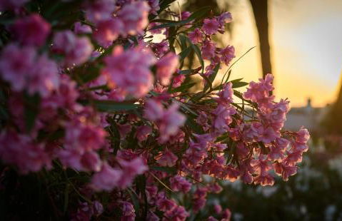 Haus Kallin - Foto 39