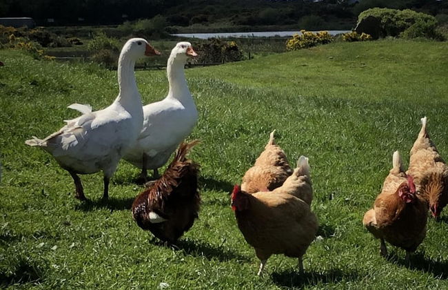 Country Retreat Sleeps 2 Near Cymyran Beach - Foto 16