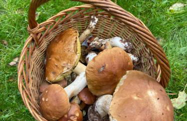 Studio im Haus Amselgarten - Foto 22