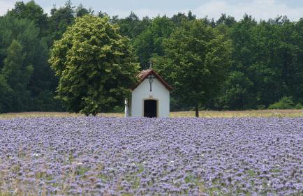 FeWo Die Dittrichs - Photo 15