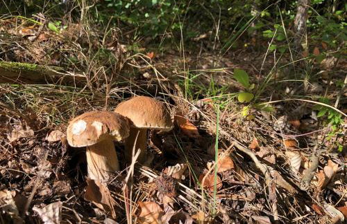 Dom Nad Jeziorem Trzy Tonie - Foto 39