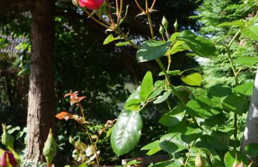 Gîte La Rose Jacuzzi Nordique - Foto 26