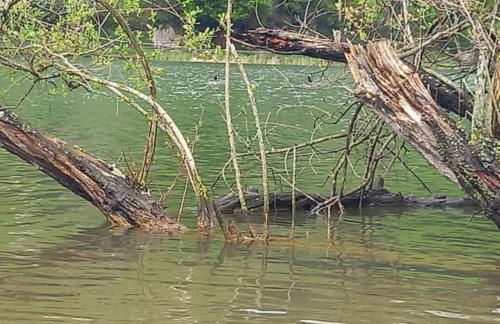 PequeñoCabárceno - Foto 36