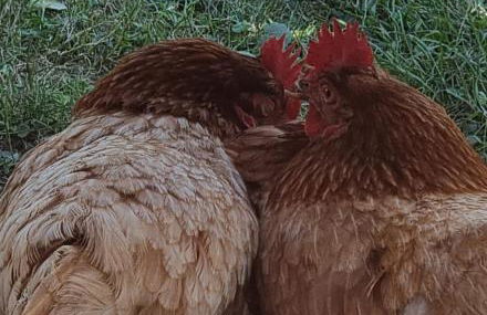 Gites Ferme de la Baie - Foto 31