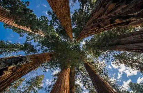 Sweet getaway in private Giant Sequoia Grove! - Foto 35