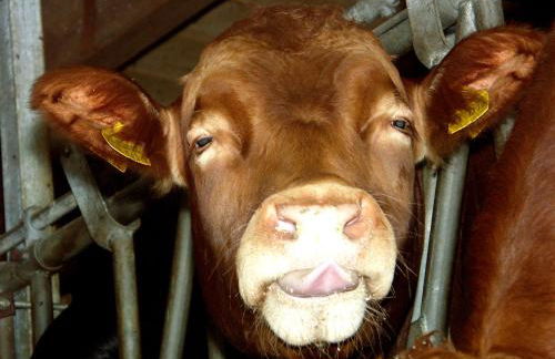 Ferienhof "Karl" - Foto 17