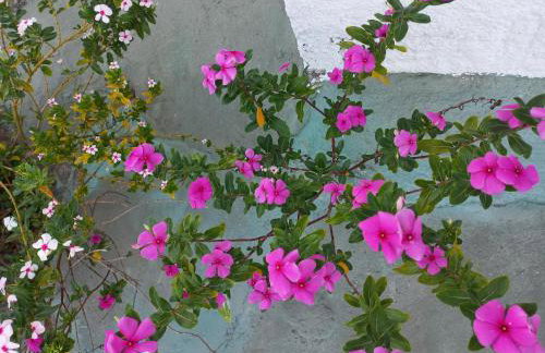 Chácara Sossego - Foto 38