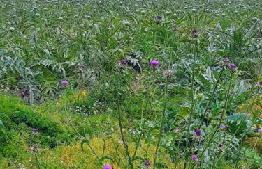 Maison de maître dans le village, bord de mer - Foto 27