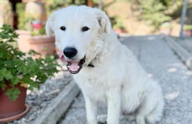 LA TANA DEL PICCHIO - Photo 34