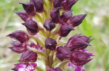 Gîtes du Chêne Vert - Foto 21