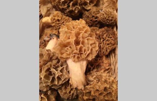 La Pellegrine, Parc national des Cévennes - Foto 54