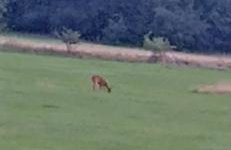 Domki Skitnica - Foto 74
