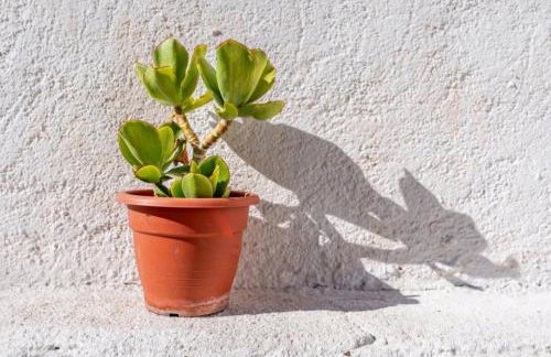 La Solariega - Foto 6