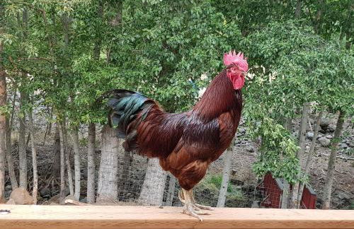 Cozy Cabin, near Mosier and Hood River - Foto 11