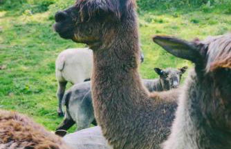 Cosy Mirrored House next to a Magical Swimming Lake - Foto 13