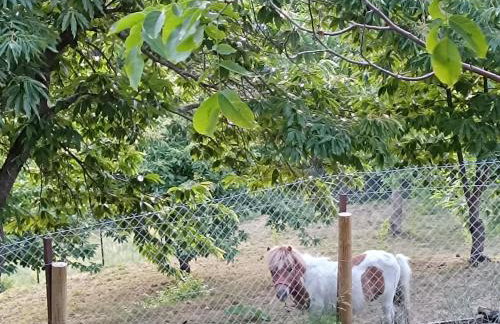 Μικρό κτημα - Foto 2