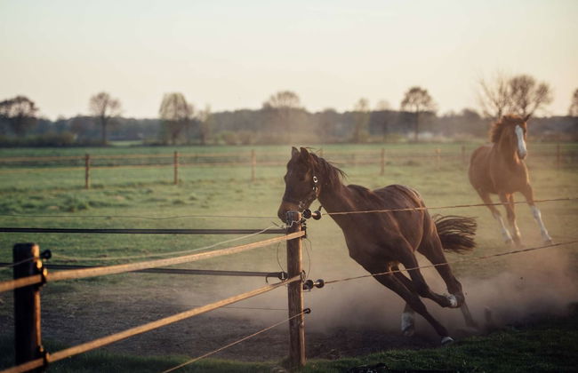 Lamperse hei - Photo 35