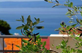 Penthouse Vanja - Photo 11