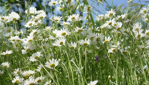 Naturgarten Karlsfeld in der schönen Lausitz - Foto 3, Garden, Garden view