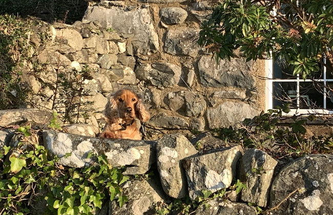 Beautiful Cottage Near Harlech With Ocean Views - Foto 47