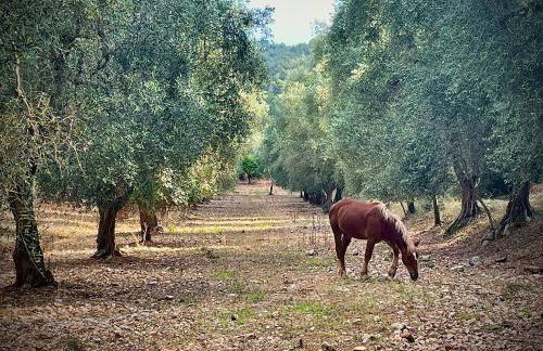 Novecento Country House - Foto 65