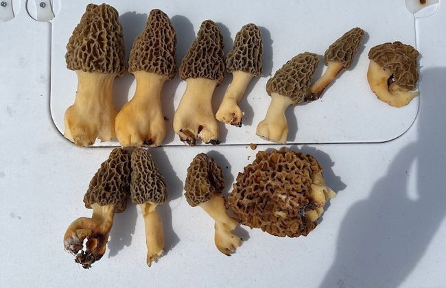 Cozy Cabin - Foto 34