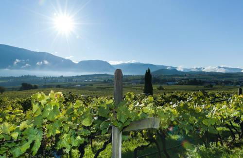 Luisl Hof - Apartment Vitis - Foto 31