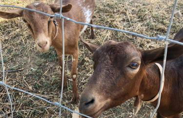 Quinta da Trombeta - Foto 26
