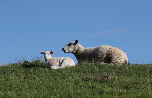 Heimathafen Sillenstede - Foto 38