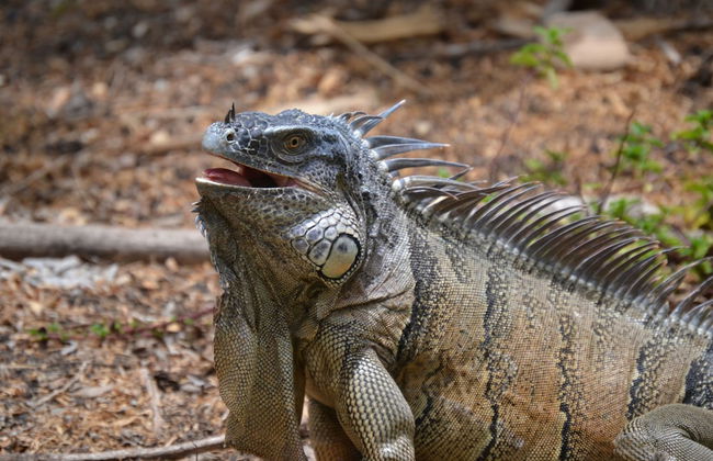 Treetop 'jungle Like' Escape in San Ignacio Your Belize Oasis Awaits! - Foto 19
