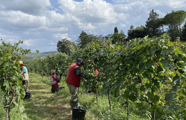 Tenuta Sovestro - Agriturismo e Winery - Foto 45