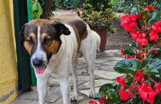 Home & Gardens 2-bed Villa in Sevasti, Katerini - Photo 5