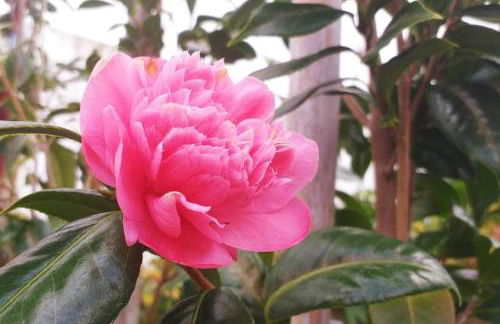 Casa Império - Azorean Boutique House - Photo 43