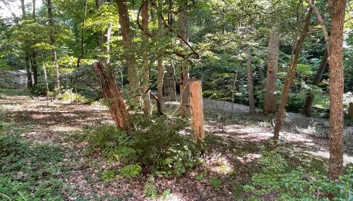 Mary's Place - Studio surrounded by nature but close to High Point - Photo 3