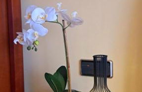 Garnacha Tinta VT-LR-2179 - Photo 30