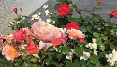 Mandy Apartman - Photo 5, Garden