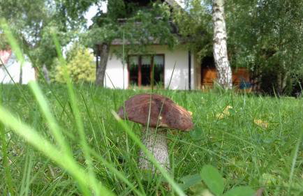 Bies Czadowy Zakątek - Foto 8