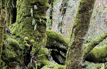 La casita de Olivia Espinaredo - Foto 71