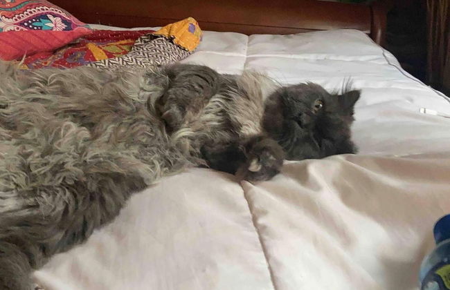 Amazing Riverside Boheme Home in SW London! - Foto 2