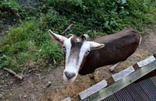 Castle View chalet - Photo 29