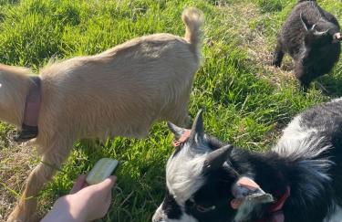 The Retreat Cornwall holiday home with hot tub - Foto 9