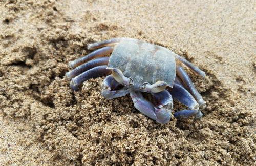 Puu Poa Ocean Bluff Condo, Incredible Views, Walk to Beaches, Pool & Tennis - Foto 20