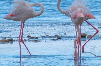 Villa Rosa con accesso sul mare - Foto 44