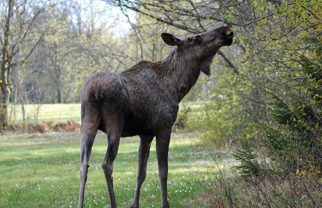 Holiday Home in Hallabro - Photo 30