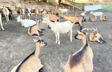 Maison au calme piscine mer au coeur de la nature U Nuciolu - Foto 48