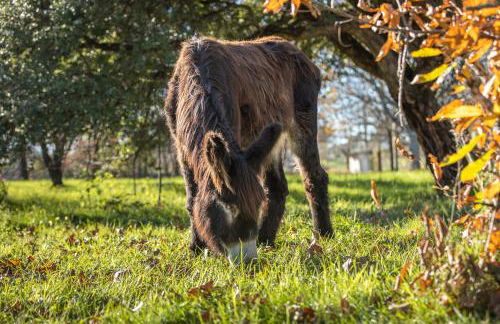 Chão do Rio - Turismo de Aldeia - Foto 24